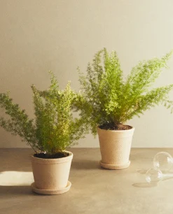 Clay Flowerpot