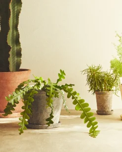 Dark Clay Flowerpot