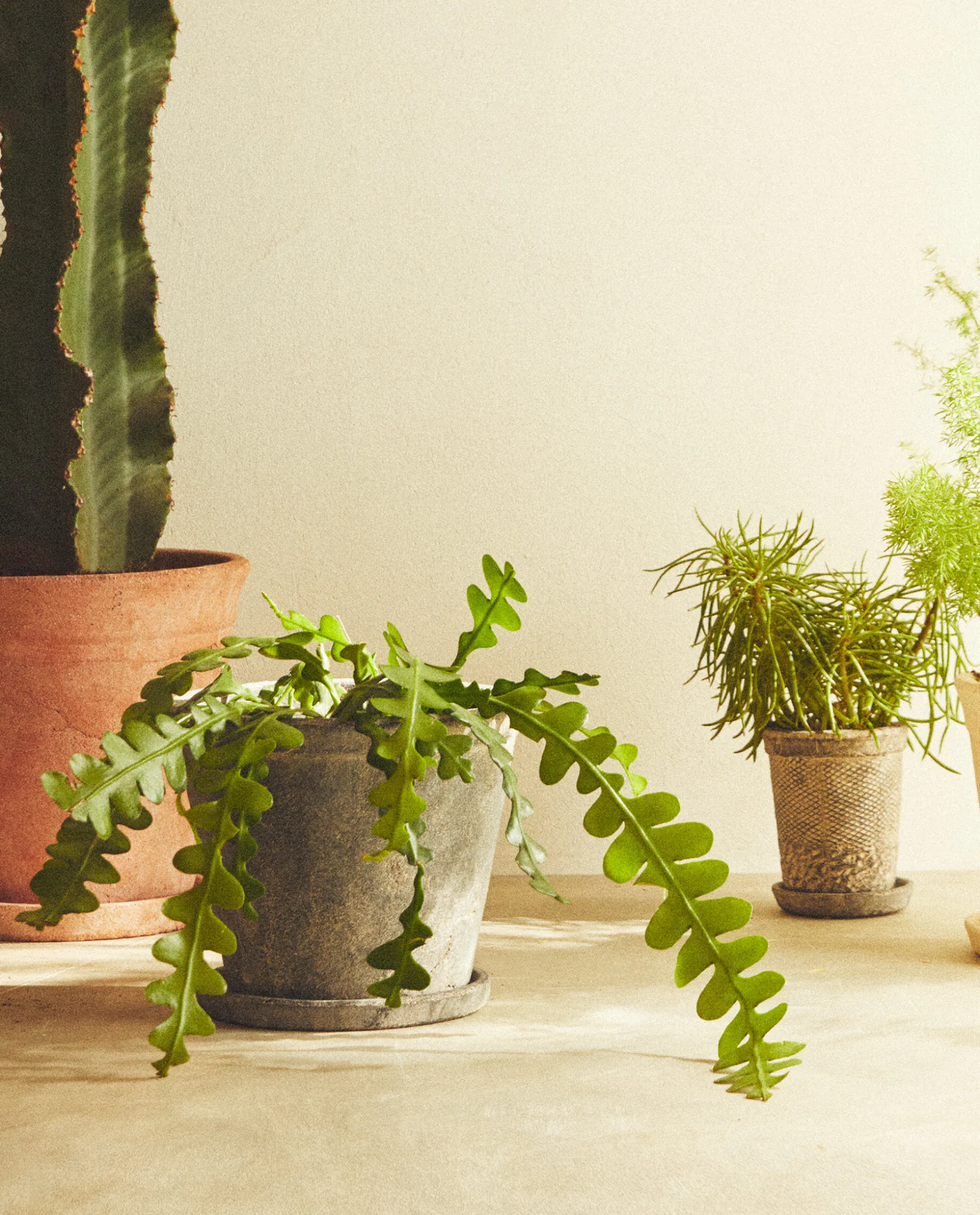 Dark Clay Flowerpot